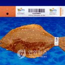 영어조합법인 청정제주 이미지