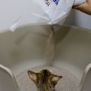 마이티펫 벤토나이트 고양이 모래 베이비파우더향 새벽이도 반한 후기