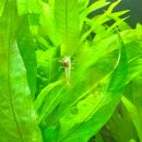 엔젤애견 수족관 화원 | 아산 온천동 수족관 카페 애견동반 카페 엔젤인어항