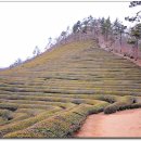 녹차농원 이미지