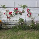 통영로즈힐펜션 이미지