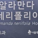 폴리아 이미지