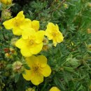 물싸리 [Dasiphora fruticosa. Potentilla fruticosa] 이미지