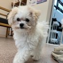 와니살롱 이미지