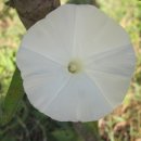 상오방1 Daum카페