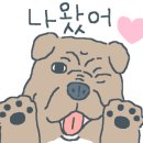 스타애견 이미지