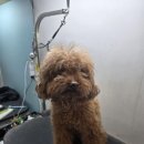 광릉내 애견 | 광릉내애견샵 미용 잘하는 주견야DOG