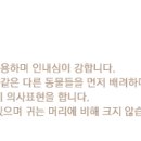 마로니헤어