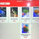 단짠아쿠아 삼천점 | [전주] 전주 근교 단짠아쿠아 금붕어 잡기 타조 돼지 먹이주기 체험 후기 이용권 삼천점
