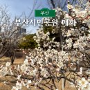 부산시민공원방문자센터지하1층 | 부산시민공원 매화 꽃구경 실시간 매화나무 위치 주차정보