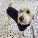 퍼피인더바스 이미지