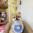 행복한 애견 미용 이미지