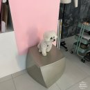 MIMI LAND | 부산 강아지 증명사진 촬영 : 미미랜드 스튜디오 에서 견생 첫 증멍사진 찍기 ♥