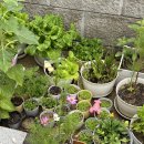 이가네 짬뽕맛집 이미지