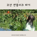 만두 사러 왕복 4시간..허탕치고 괴산사과 따고 온 주말 나들이