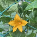 초막골생태공원(초록화장실) 이미지