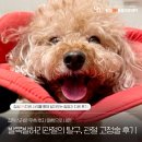 잠실준25시 동물병원 | 발목발허리 관절의 탈구로 인한 강아지 관절 고정술 후기, 잠실송파동물병원, 잠실ON동물의료센터