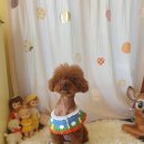 예쁘개 반려견미용샵 이미지