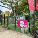 달려라 해피 이미지