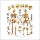 더미통상 이미지