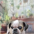 울알라애견미용 이미지