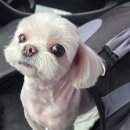 남현댕 애견미용 이미지