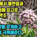 쥐오줌풀--심박동을 높여 심장을 강하게 하며, 고산병과 고혈압을 치료하고, 심장두근거림과 신경과민·불안과 공포를 완화하며, 노화를 늦추 이미지