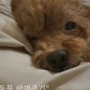 오케이아로마