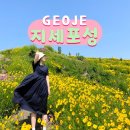 옥녀봉 낚시터 | 거제 지세포성 꽃동산 거제도 지세포 라벤더 공원 개화 근황 ♪