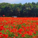 [사진] 5월20일(토) 용수골 양귀비축제 * 피재골 치유숲길 이미지