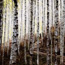 자작나무숲 주차장 이미지