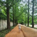 메타세콰이어길 | 담양 메타세콰이어길 맨발 걷기 후기 | 입장료, 주차, 여름 여행 코스 추천