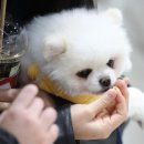 (주)서울동물병원 이미지