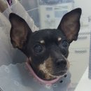 한라동물종합병원 이미지