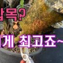 사계장미 키우기! 삽목과 취목 장미종류 번식 이미지