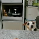 도기부기 | 까페 우.나.더 깜짝이벤트 당첨/ 도기부기 수제간식/ 후기