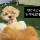 달려봐요댕댕이숲