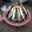 섬진강낚시 이미지