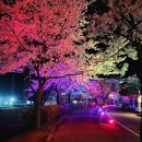 건국터미널 | 야간에도 환상적인 ‘벚꽃 명소’ 건국대 글로컬캠퍼스, 2025년 개화시기는?