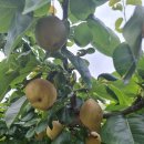 호미건강원 이미지