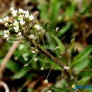 하얀민들레 이미지