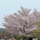 카이스트 학사식당 | 대전 벚꽃 명소 카이스트 벚꽃 개화 시기 상황 (4/8 실시간)