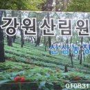 강원산림원 이미지