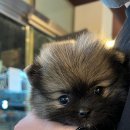 드림독 강아지분양 안심분양센터 김포점 이미지