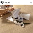 행복한집사 이미지