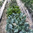 호산나농장 이미지