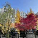 보라초등학교 이미지