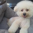 또바기 켄넬 이미지