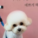 피카소 동물병원 미용 이미지