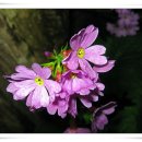 길손과 풀꽃 이미지